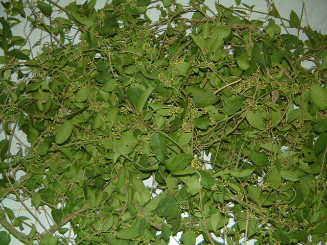 Manufacturers Exporters and Wholesale Suppliers of Gurmar Leaves Neemuch Madhya Pradesh